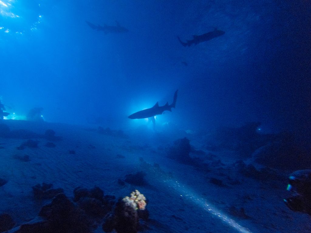 Nager avec les requins - île d'Alimatha