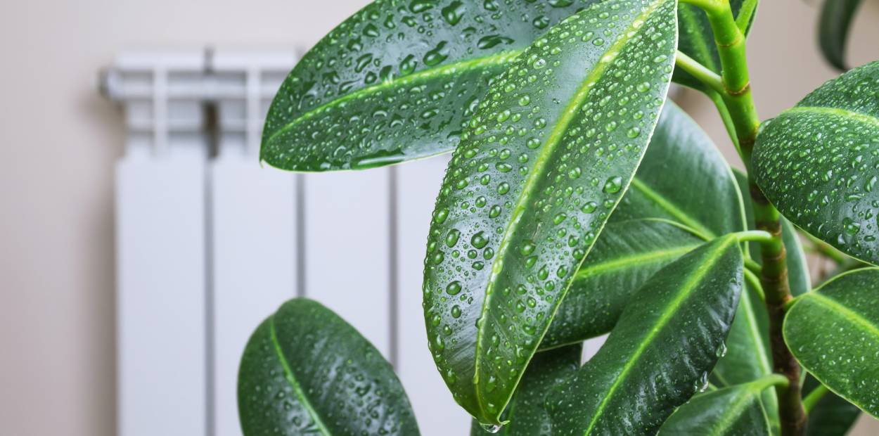 Le secret dévoilé : Ces 7 plantes d’intérieur retiennent l’humidité de votre maison !