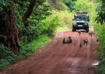 Quand partir en Tanzanie pour vivre un safari inoubliable ?