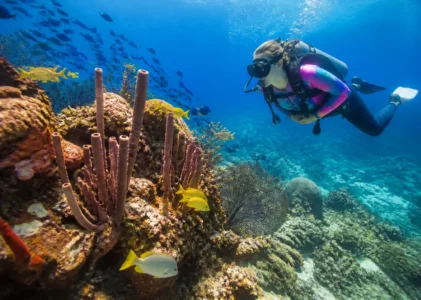 Découvrez les meilleurs spots de snorkeling en Guadeloupe